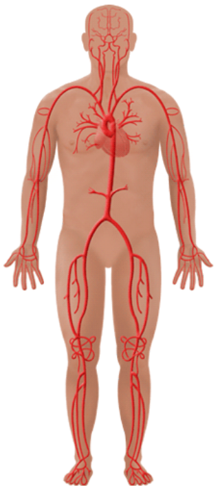Body Diagram