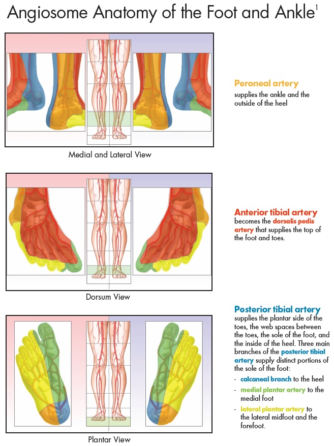 Angiosome Anatomy of the Foot and Ankle showing the six angiosomes